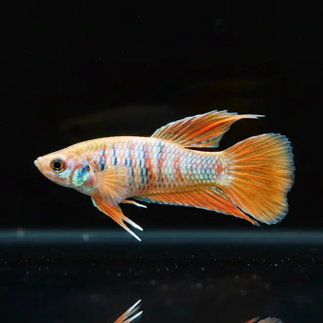Macropodus opercularis (Paradiesfisch) Gurami AquaTimo