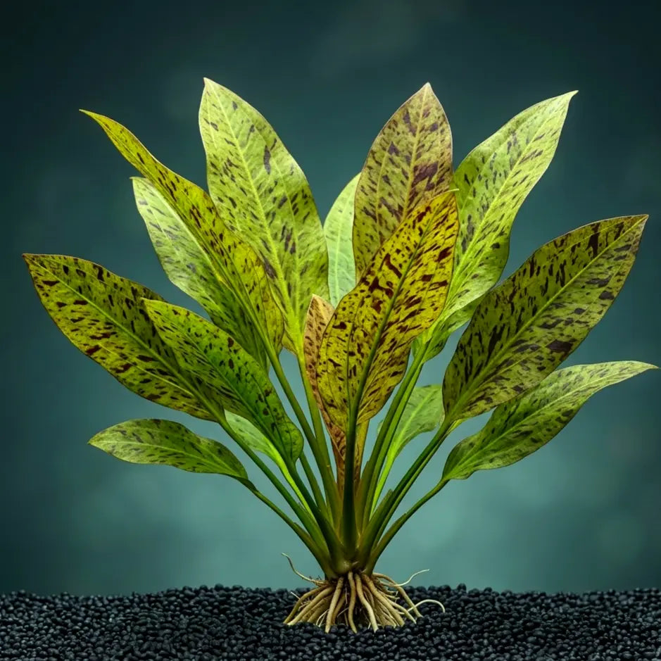 Echinodorus 'Ozelot' / Dennerle-Plants AquaTimo