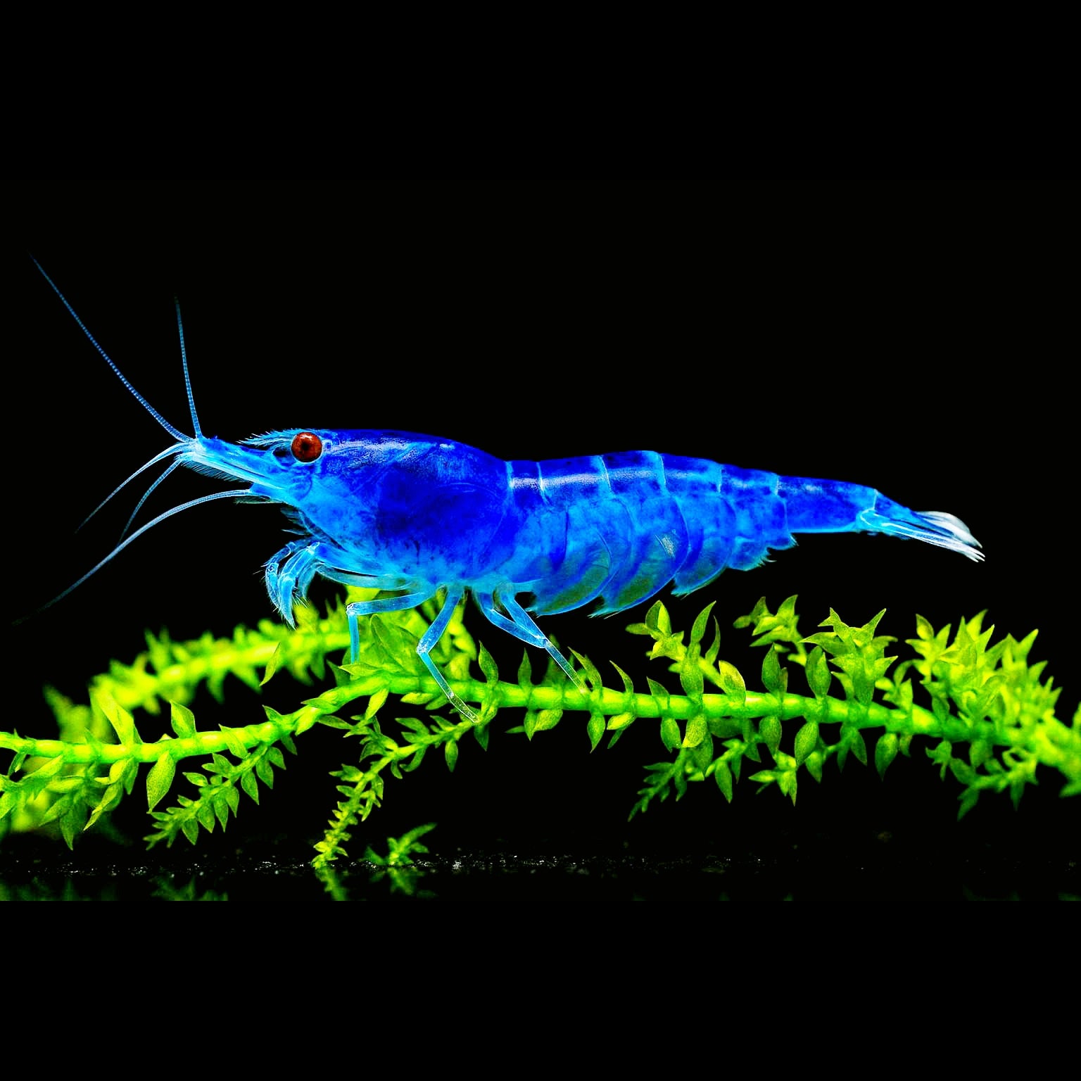 Neocaridina davidi - Blue Dream Garnele
