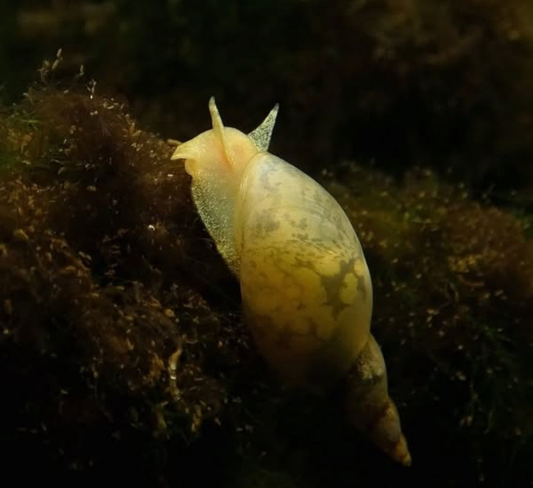 Spitzschlammschnecken – Yoda Schnecken (Lymnaea stagnalis)