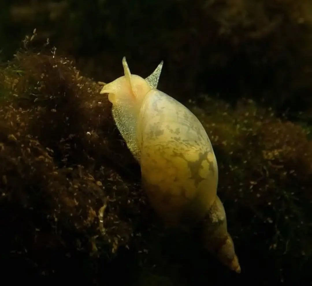 Spitzschlammschnecken – Yoda Schnecken (Lymnaea stagnalis) AquaTimo