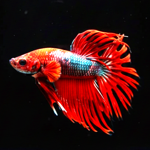 Kampffisch Betta splendens – Corwntail Hell Boy