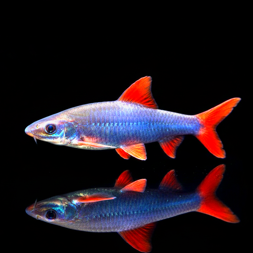 Grüner Fransenlipper – Labeo frenatum / Epalzeorhynchos frenatum