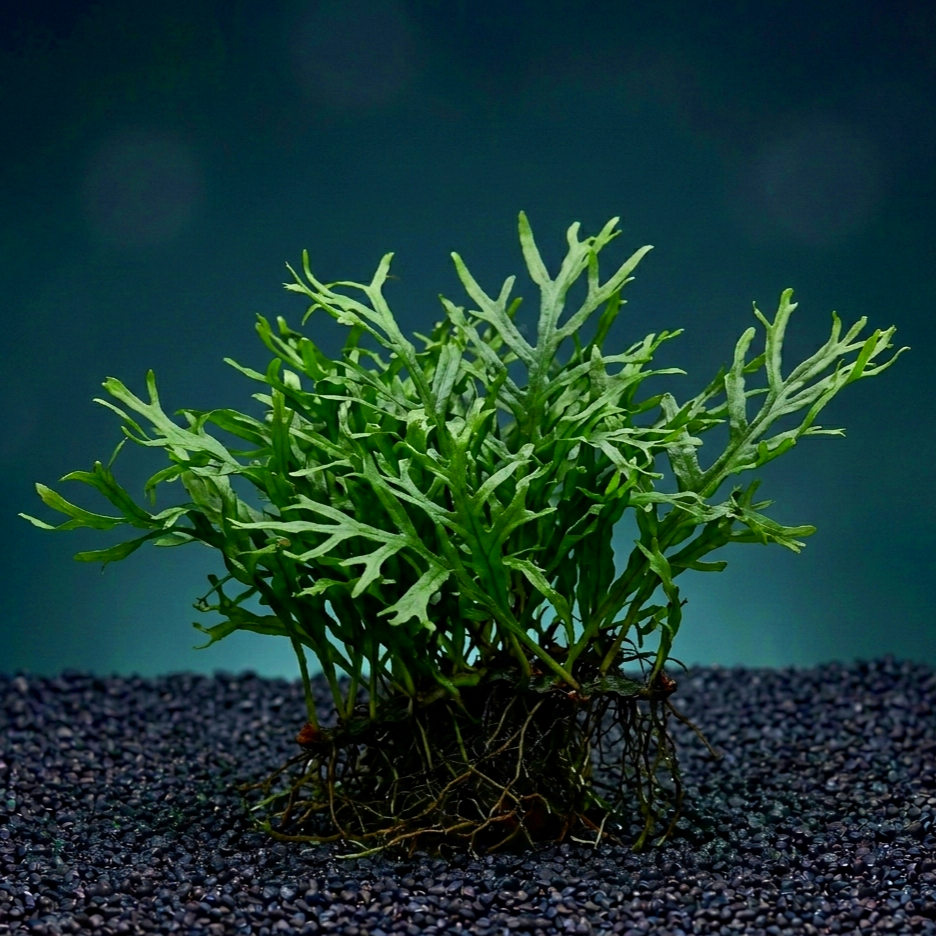 Microsorum pteropus 'Trident' / Dennerle-Plants