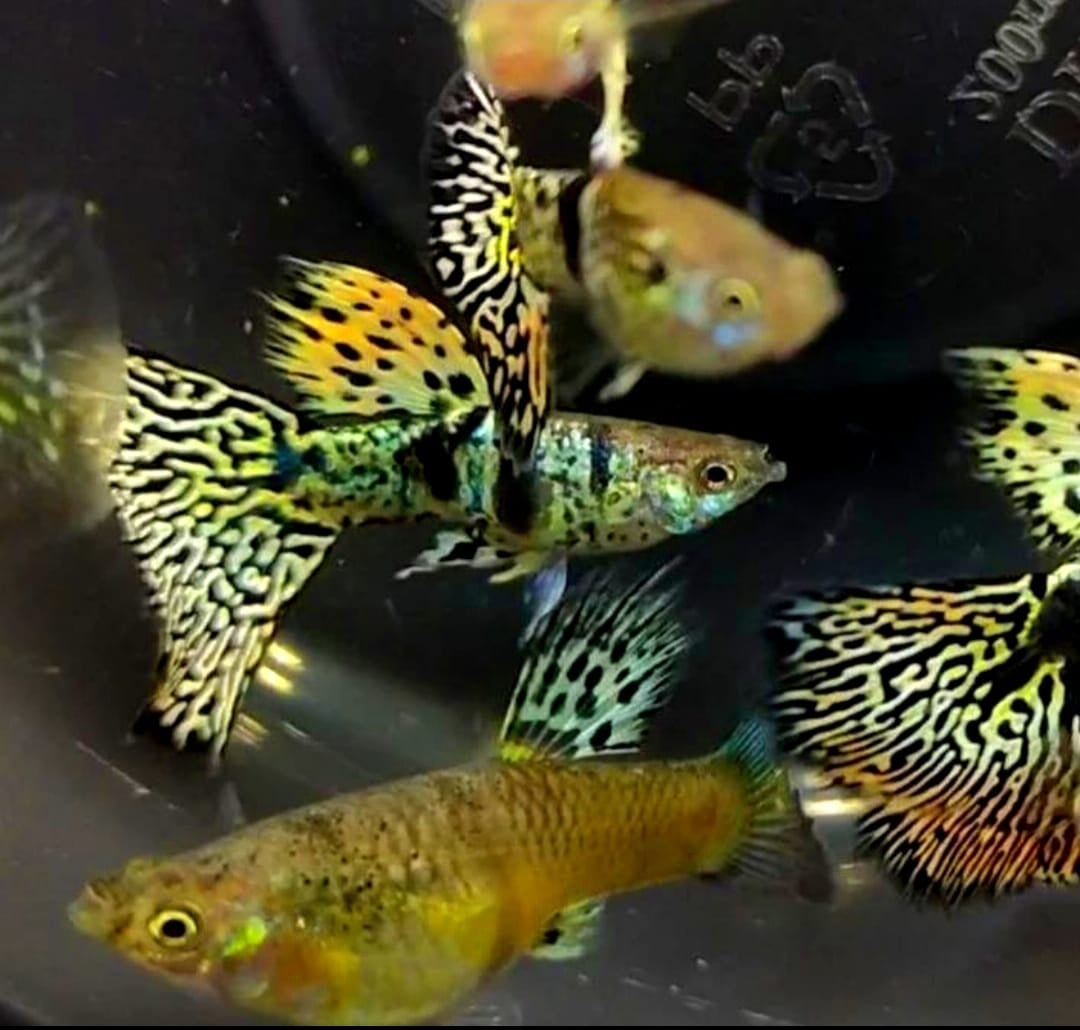 Hochzucht Guppy - Green Tiger King Cobra