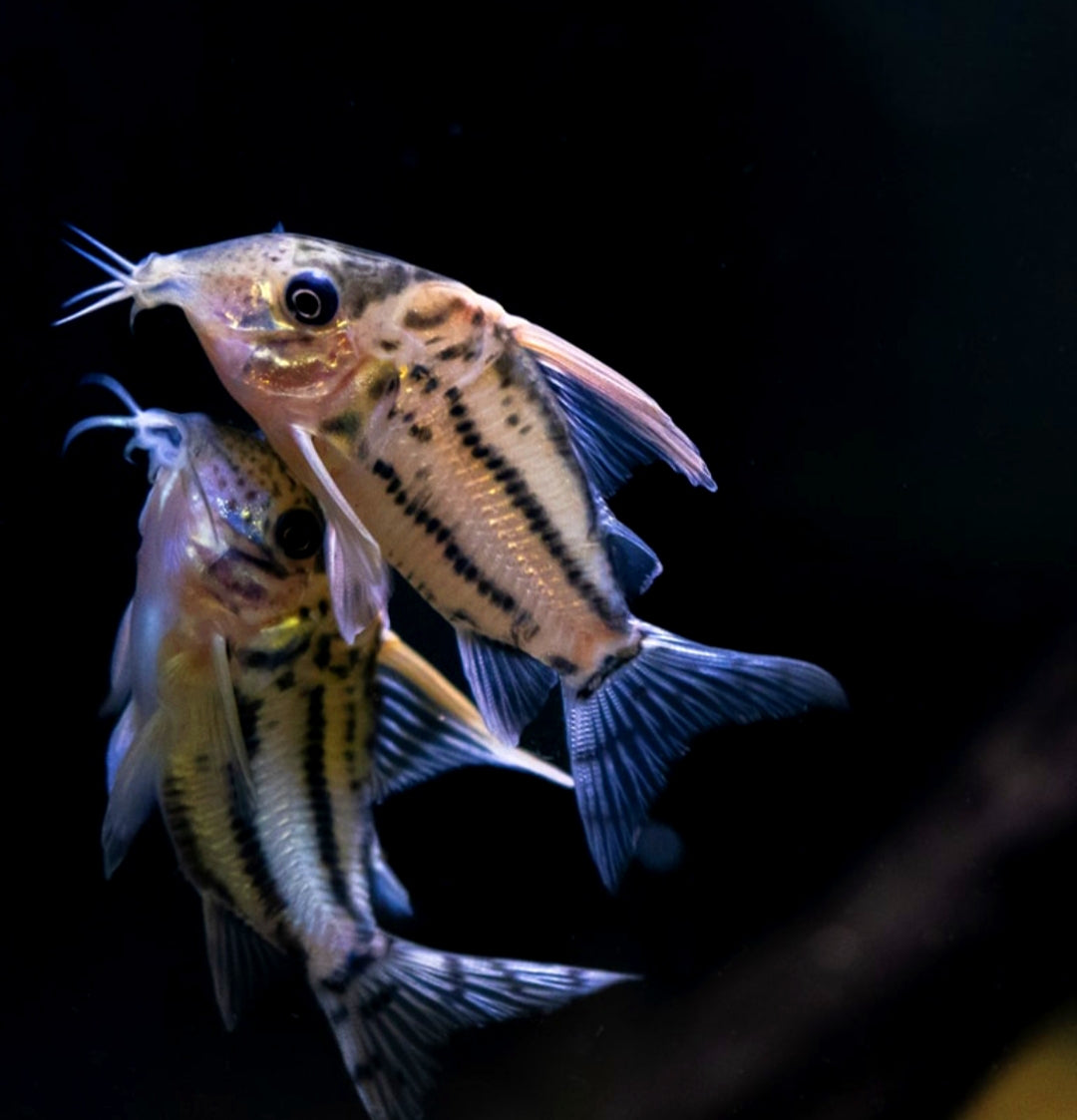 Superschwartzii CW28 - XXL Highfin