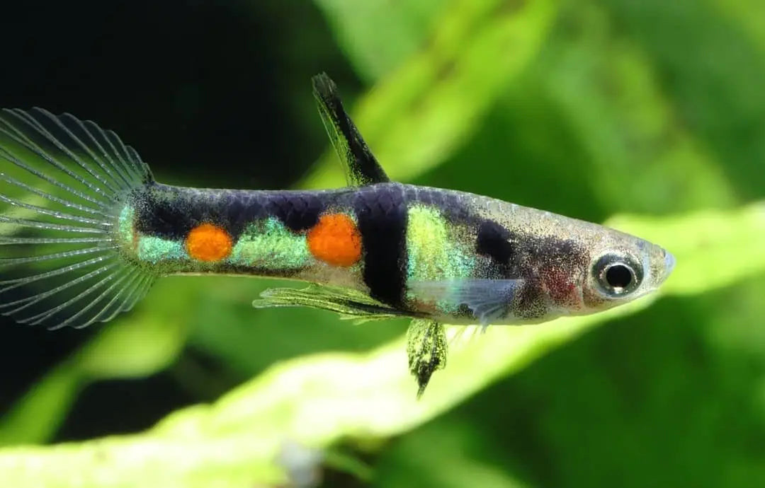 Poecilia wingei „El Tigre“ – Wildform 🐠🌿 AquaTimo