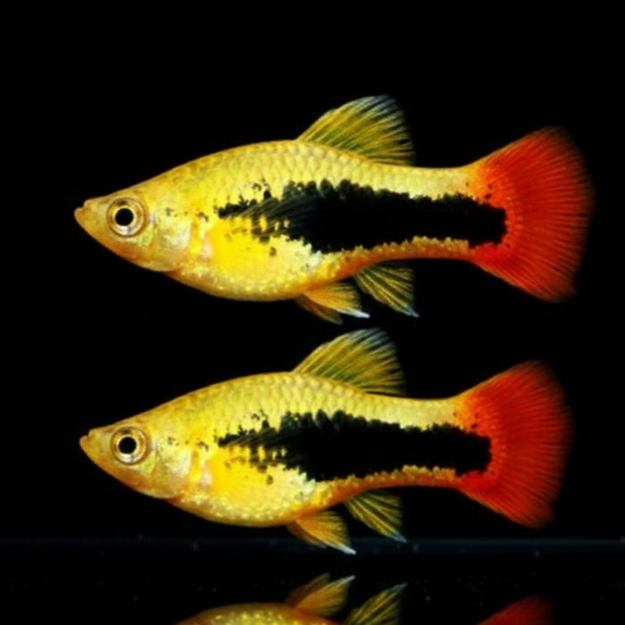 Hawaiiplaty – Exotischer Farbtraum für dein Aquarium