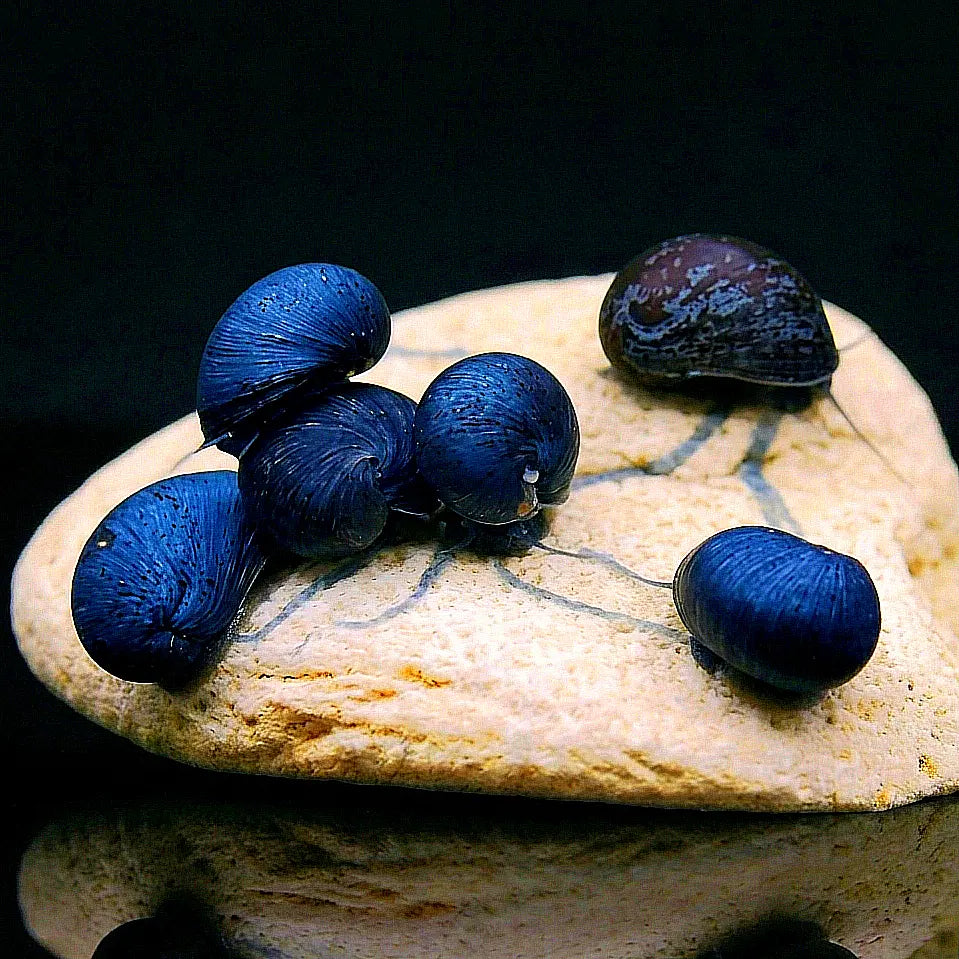 Neritina pulligera - 💙 Anthrazit Napfschnecke AquaTimo