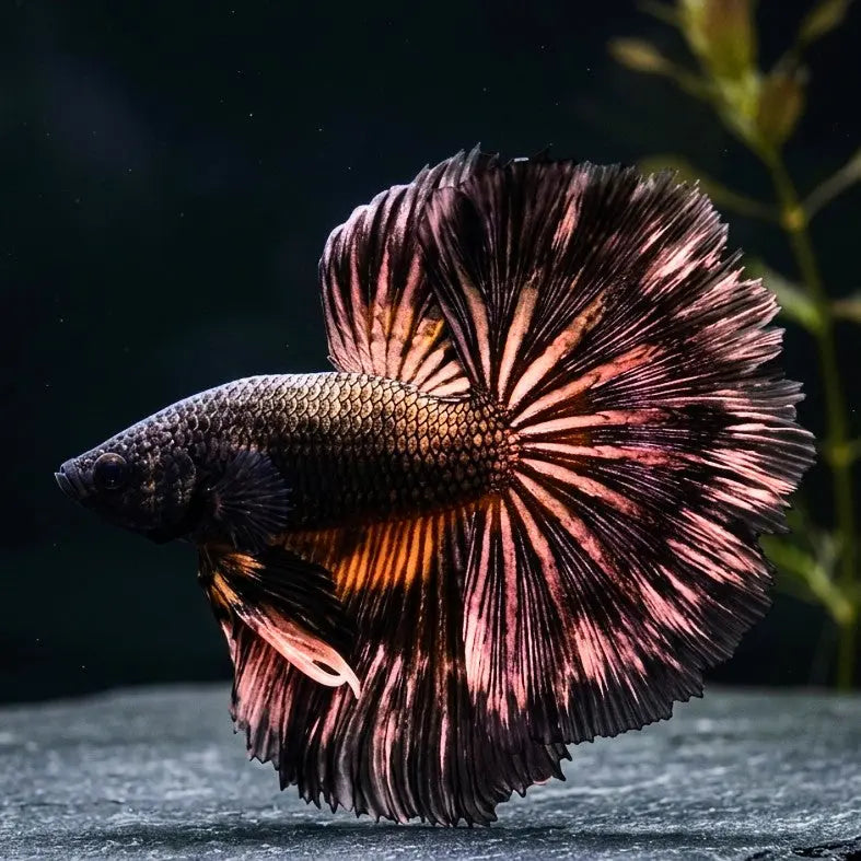 Kampffisch Betta splendens – Halfmoon Yellow Orchid AquaTimo