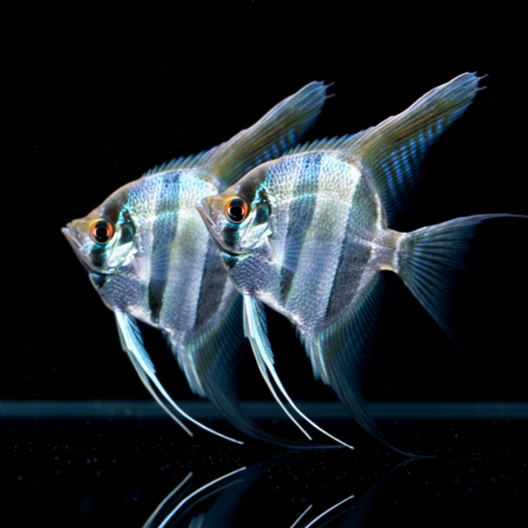 Skalare Dantum ~ aus Liebevoller Zucht !