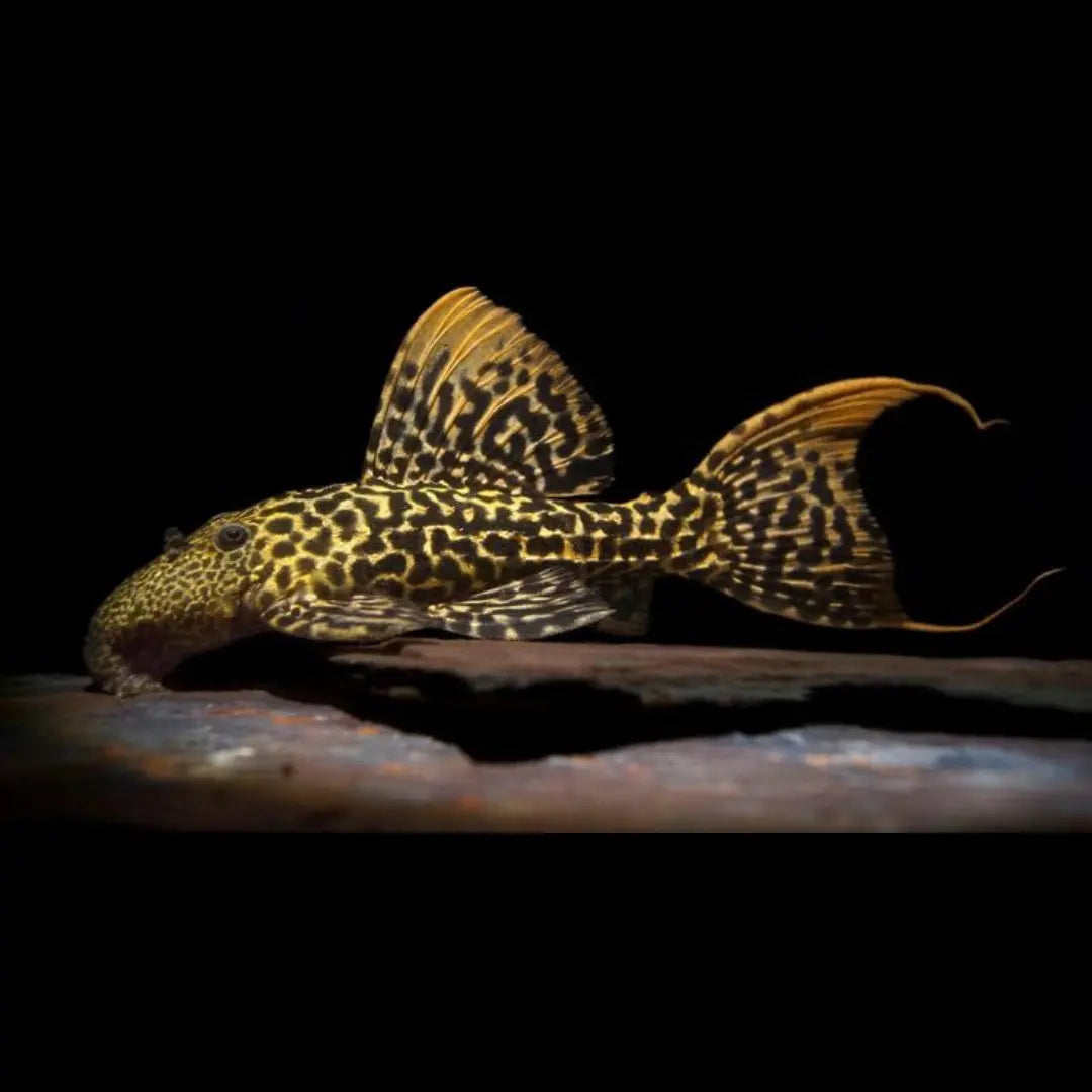 Titanic-Kaktuswels – L273 🧡
(Pseudacanthicus sp. "orange") AquaTimo