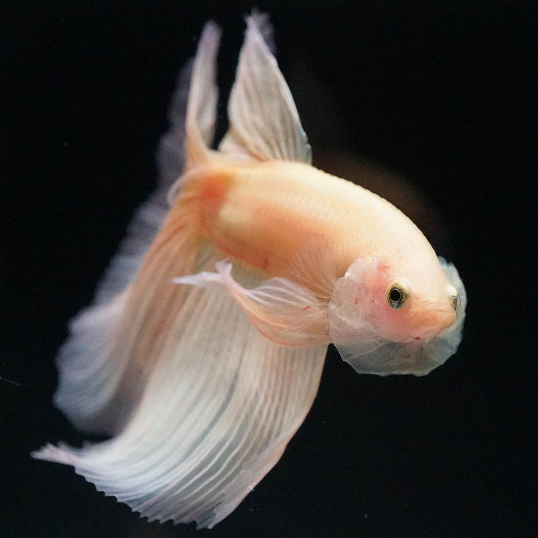 Betta splendens "Halfmoon Fancy Yellow" – Farbenfroher Kampffisch mit spektakulärer Musterung