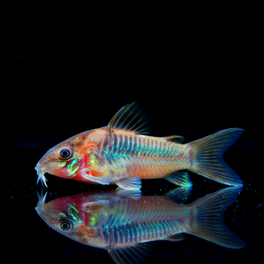 Corydoras aeneus - Metallpanzerwelse