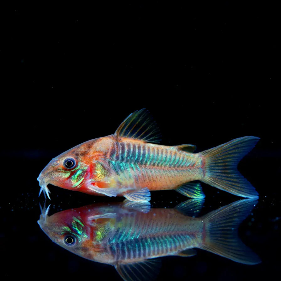 Corydoras aeneus - 🧡Metallpanzerwelse AquaTimo