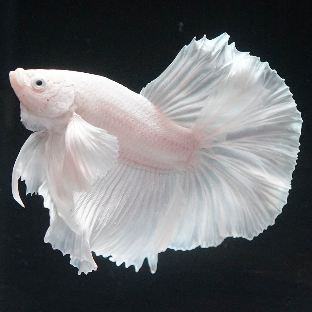 Betta splendens "Halfmoon Full White" – Eleganter Kampffisch in reinem Weiß