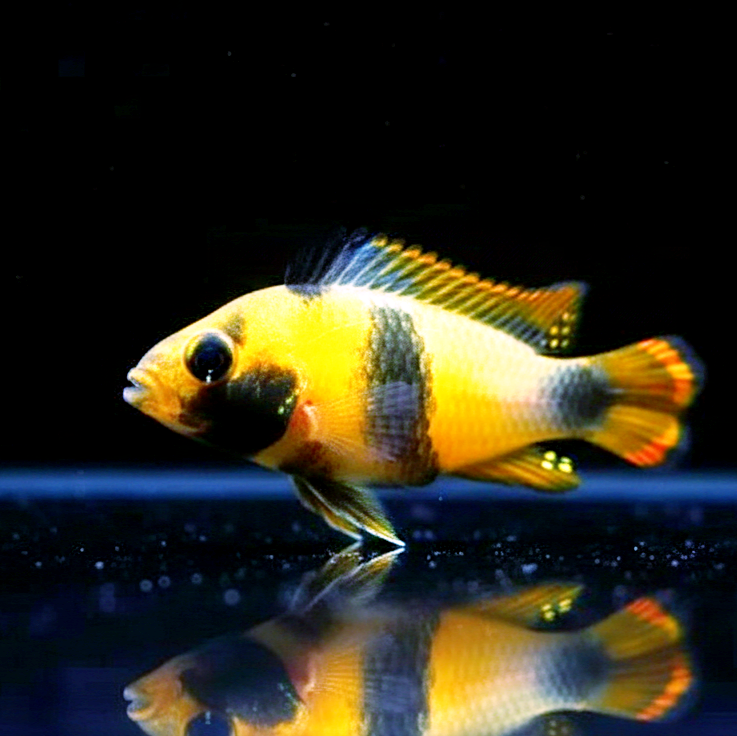 Panda Zwergbuntbarsch – Apistogramma nijsseni 🐼💛
