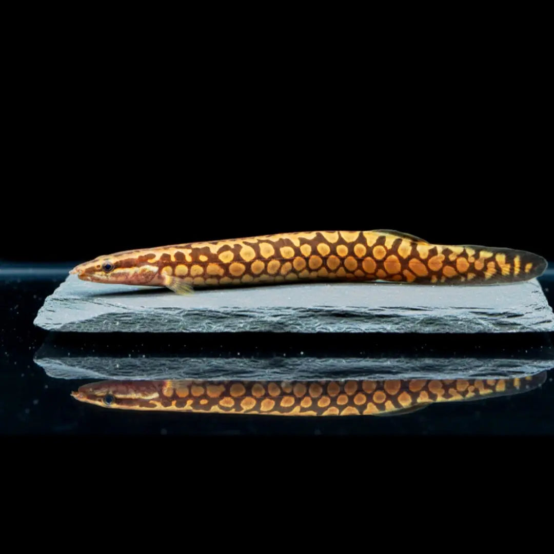 Riesen-Stachelaal – Mastacembelus favus AquaTimo