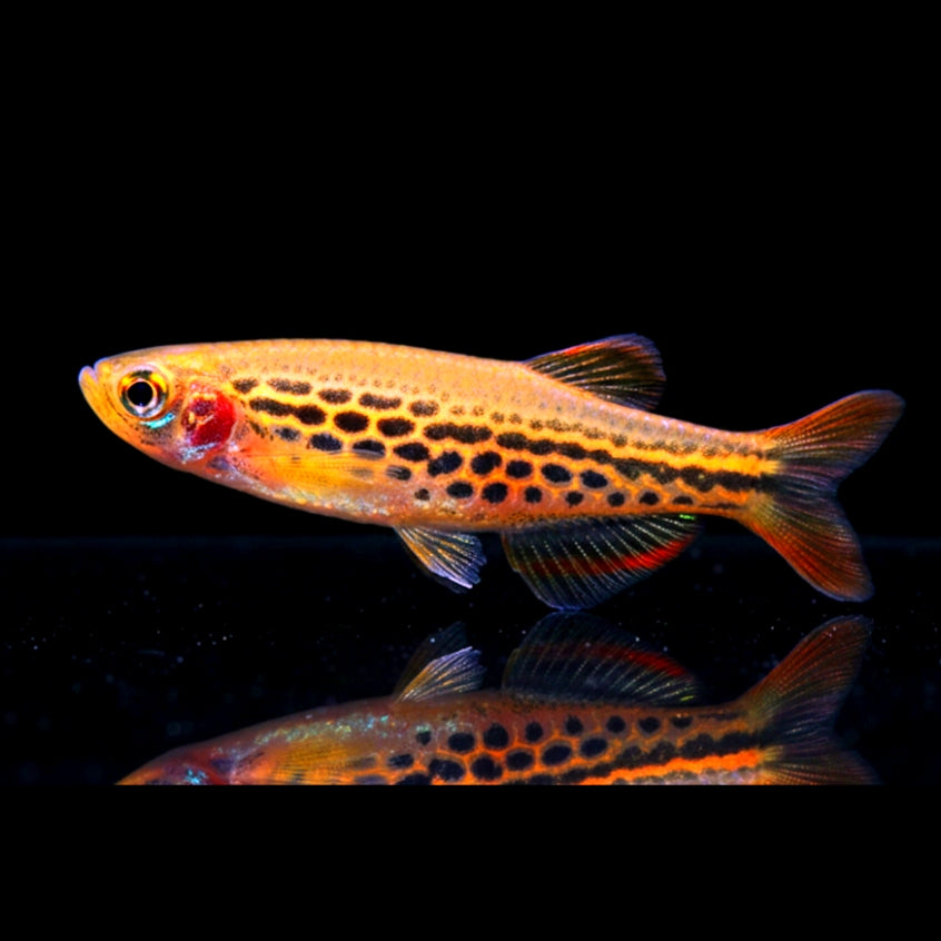 Roter Zebrabärbling – Danio kyathit, gepunktete Form