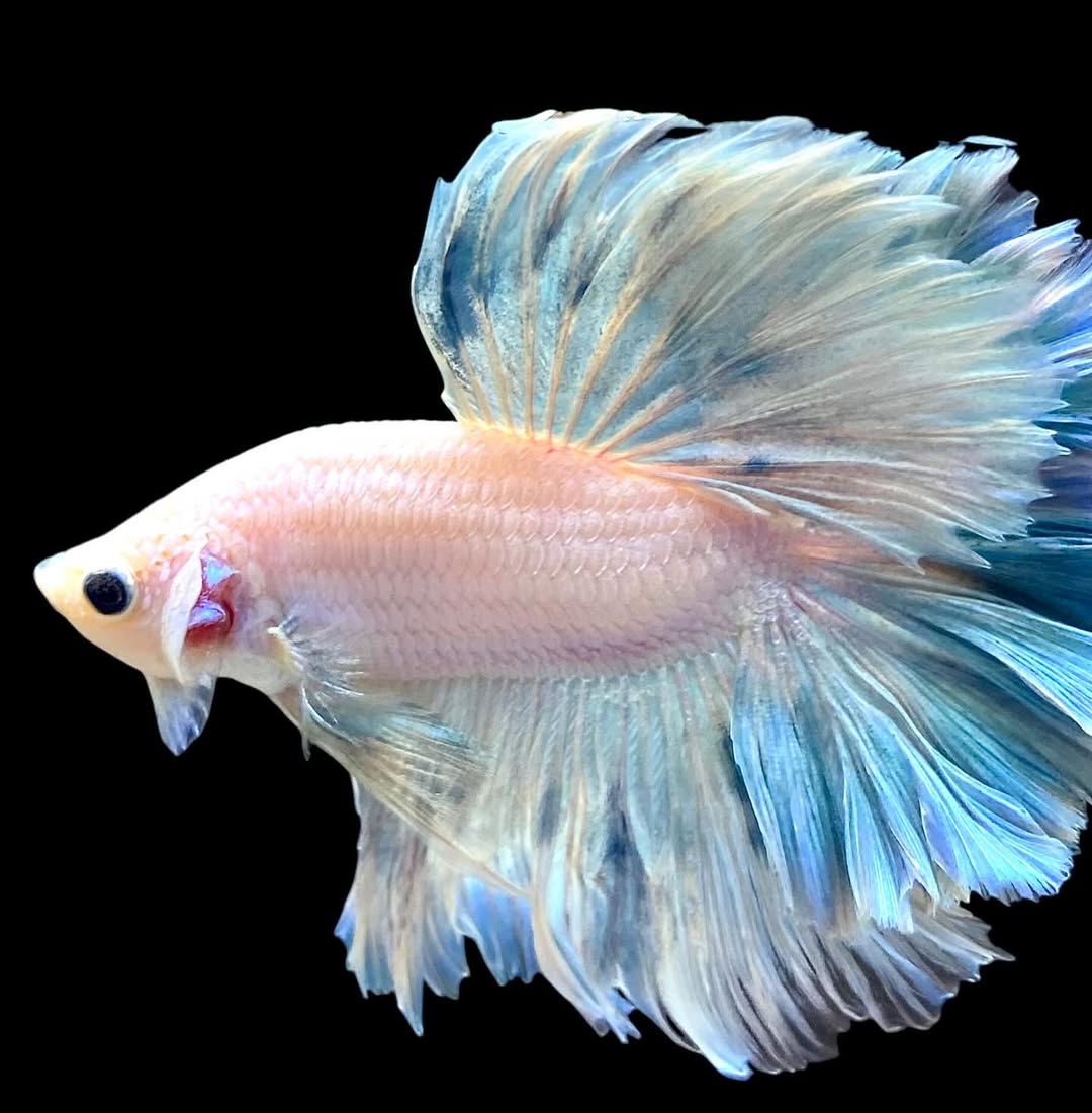 Betta splendens "Halfmoon Full White" – Eleganter Kampffisch in reinem Weiß