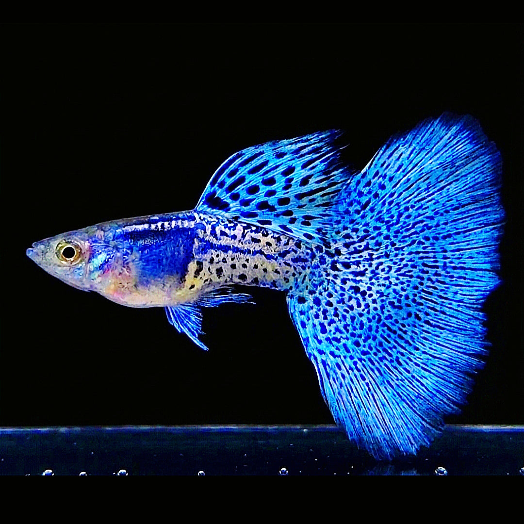 Hochzucht Guppy - Blue Grass