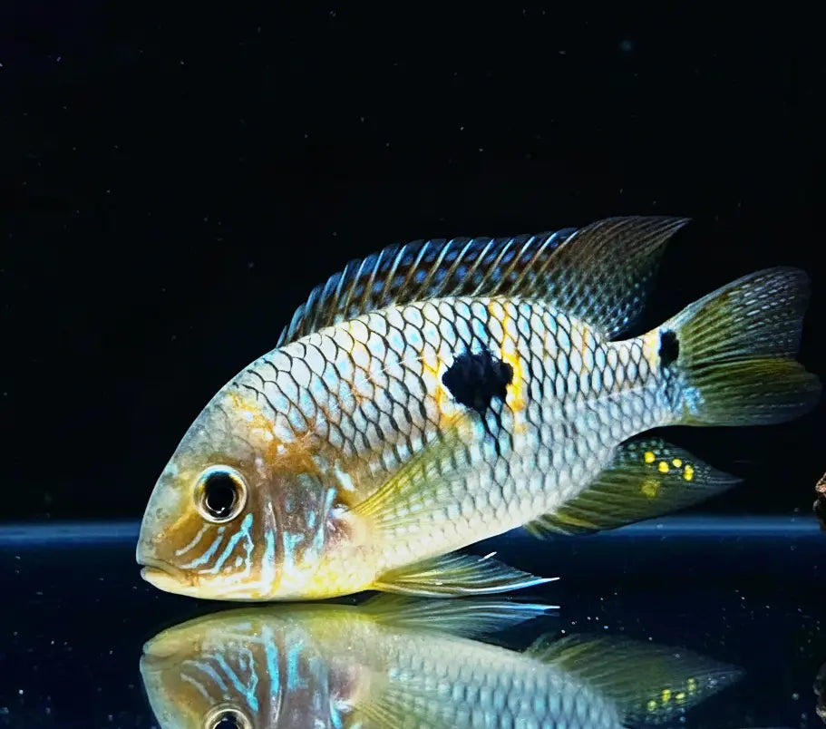 Aequidens (Laetacara) araguaiae - Tüpfelbuntbarsch AquaTimo