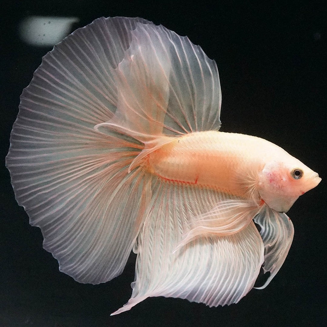 Betta splendens "Halfmoon Fancy Yellow" – Farbenfroher Kampffisch mit spektakulärer Musterung
