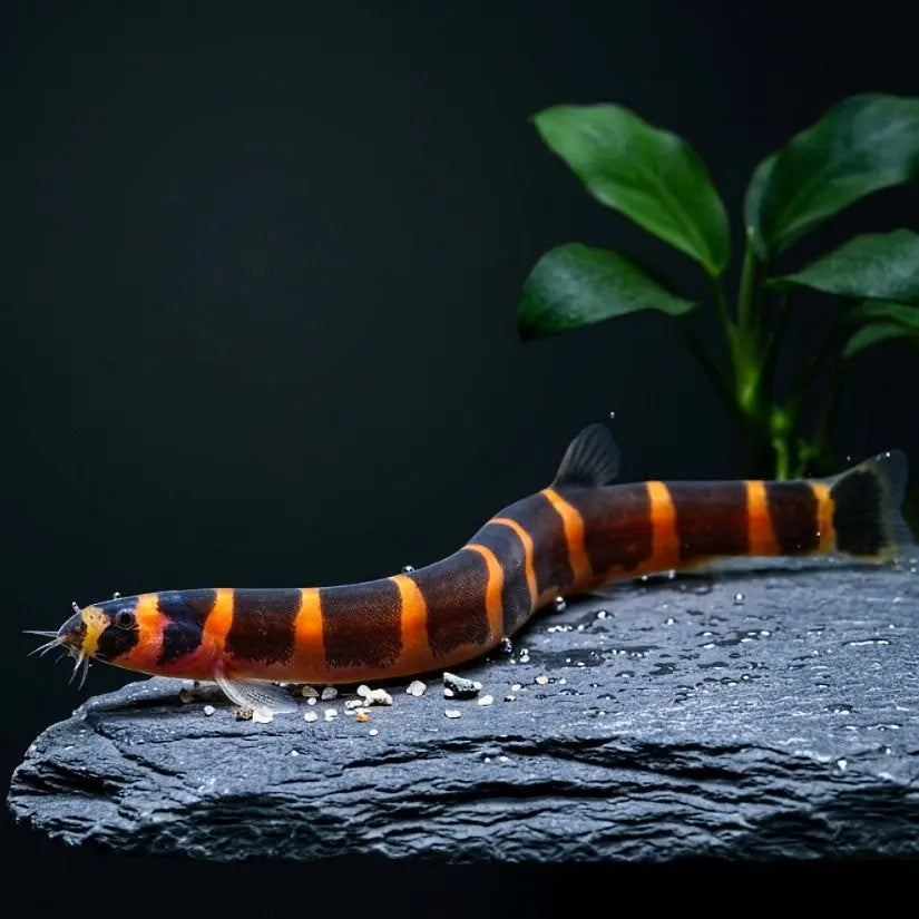 Pangio kuhli – 💛 Dornaugen AquaTimo