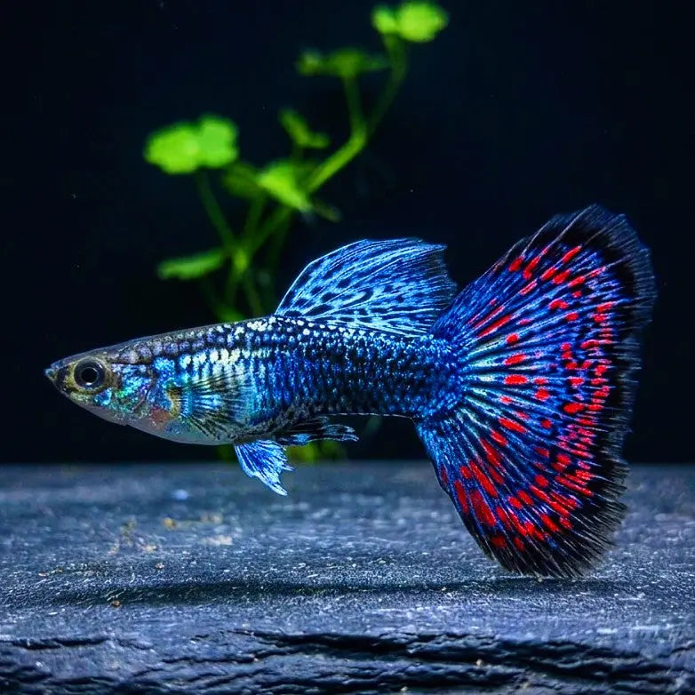 Hochzucht-Guppy - 💙❤️🧡💛 Wundertüte-Mix AquaTimo