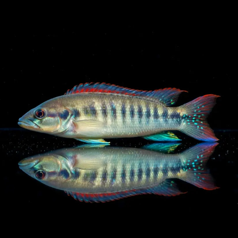 Hechtbuntbarsch "Belly Crawler" – Crenicichla spec. BELLY CRAWLER AquaTimo