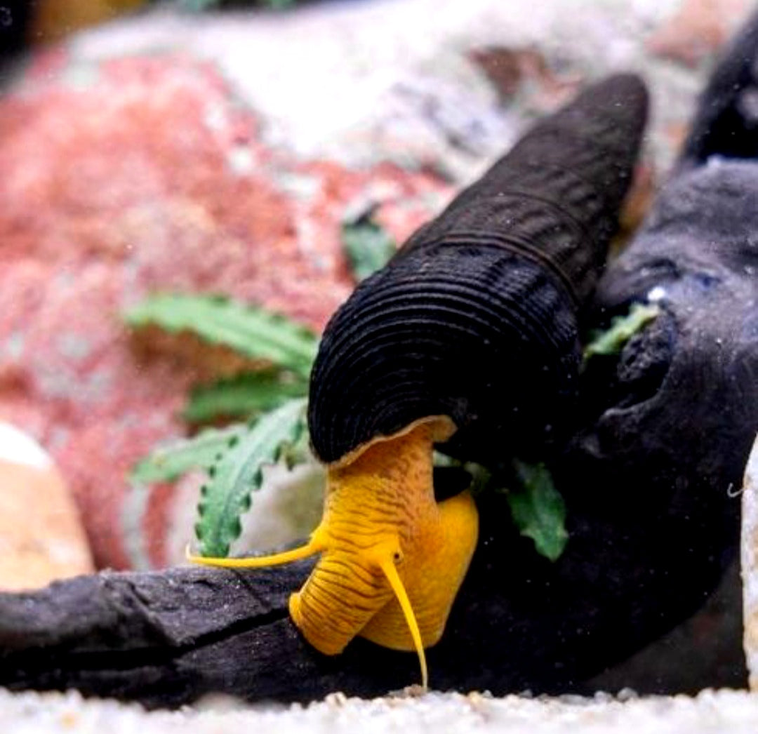 Tylomelania orange - Felsenschnecke 5-8 cm groß