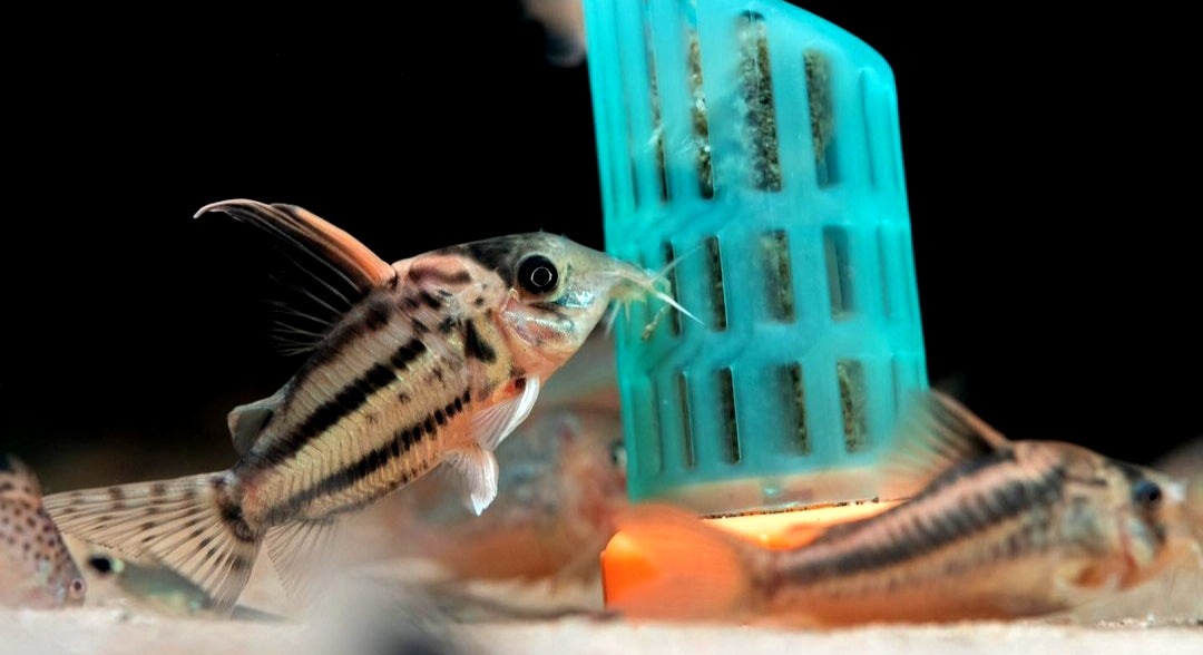 Superschwartzii CW28 - XXL Highfin