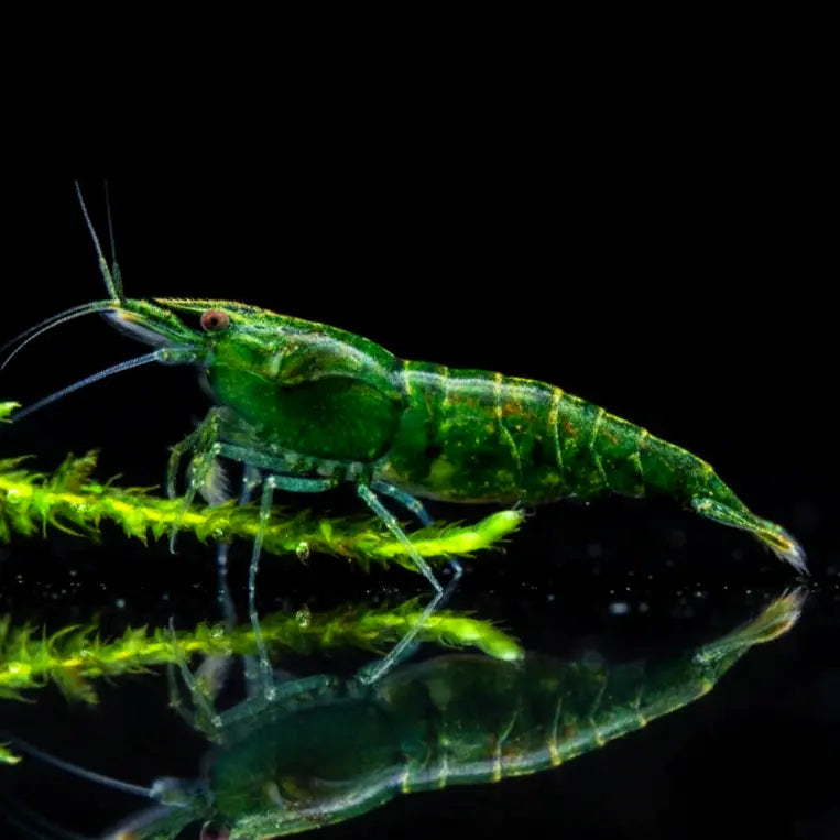 Neocaridina davidi - 💚 Green Jade Garnele AquaTimo