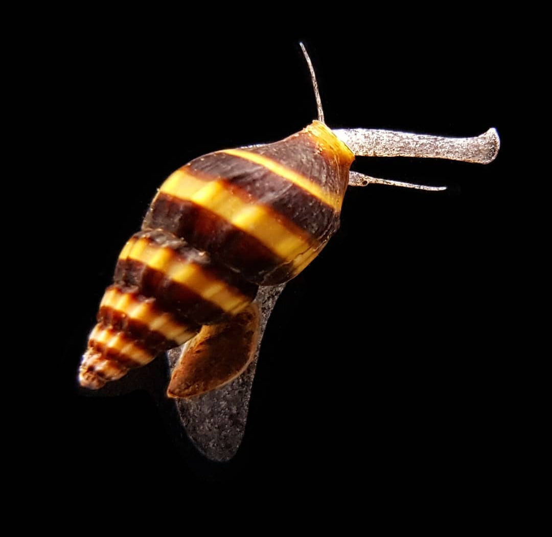 Clea helena (Anentome helena) - Raubschnecke