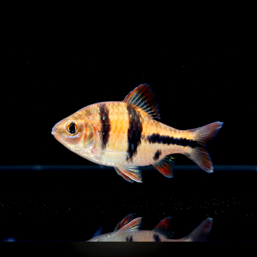 Schwarzbandbarbe – Barbus lateristriga 🐟🖤