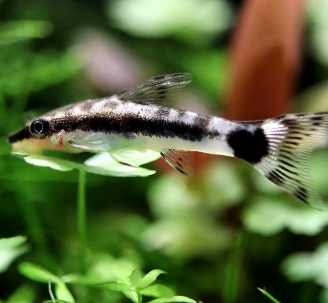 Ohrgitter-Harnischwels – Otocinclus affinis 🍃🐟