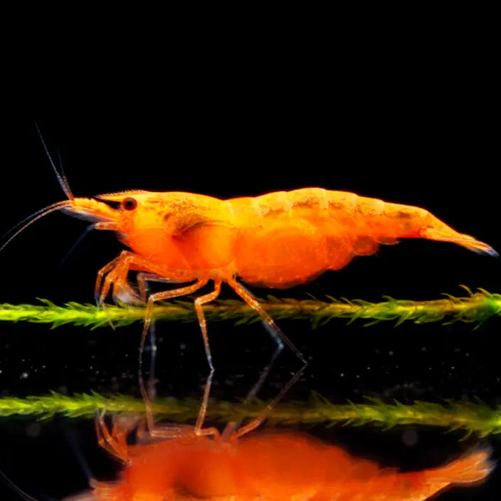 Neocaridina davidi - 🧡 Orange Sakura Garnelen AquaTimo