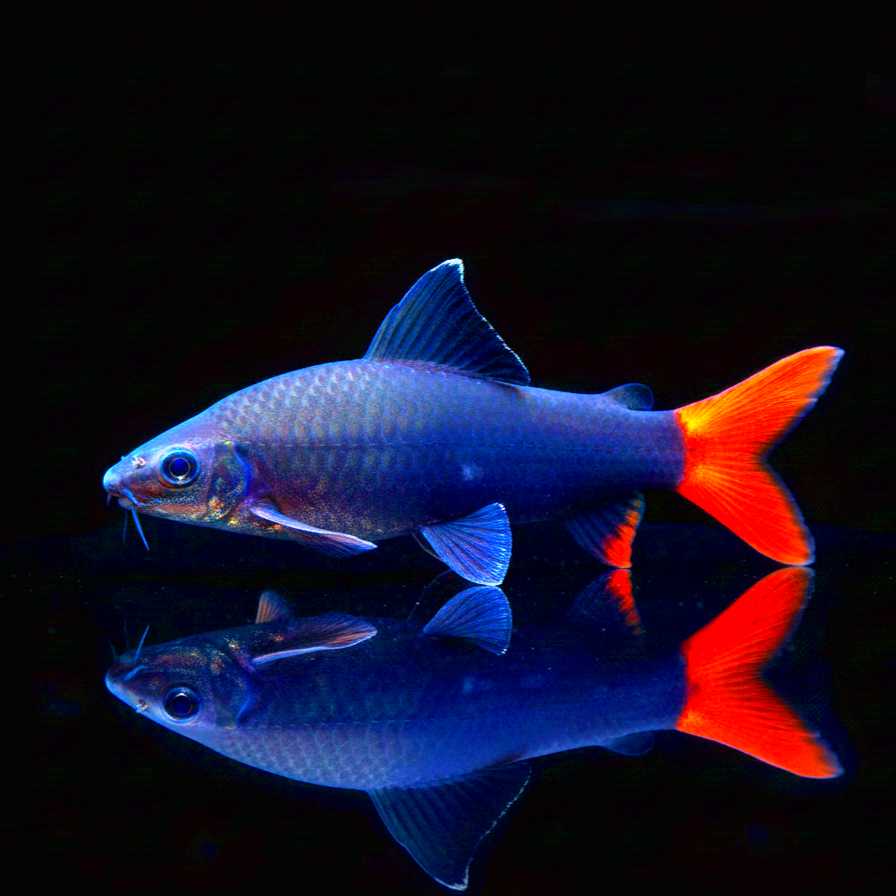 Feuerschwanz – Labeo bicolor / Epalzeorhynchos bicolor