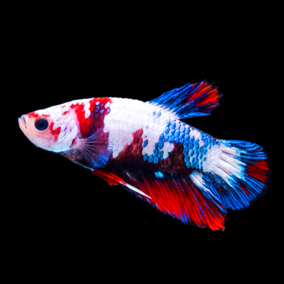 Kampffisch Betta splendens – Plakat Thai Flag