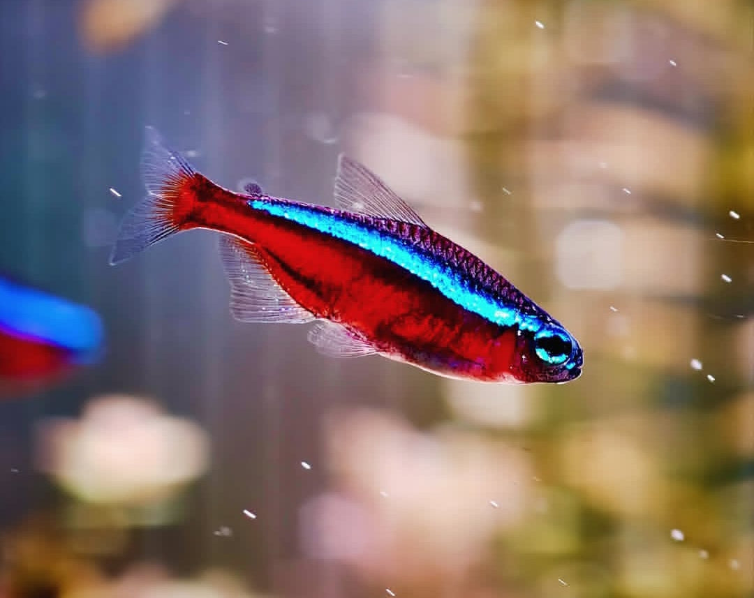 Roter Neonsalmler – Paracheirodon axelrodi