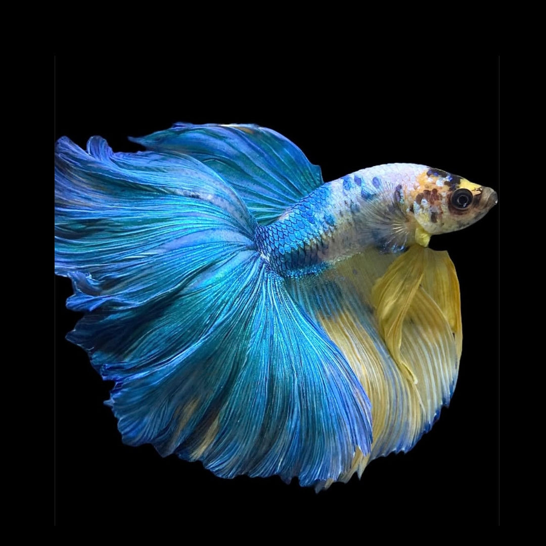 Betta splendens "Halfmoon Fancy Blue" – Farbenfroher Kampffisch mit spektakulärer Musterung