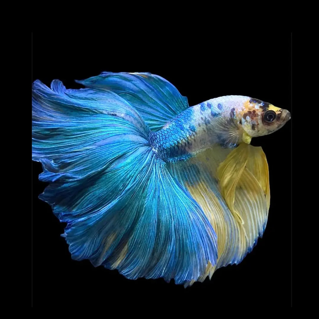 Betta splendens "Halfmoon Fancy Blue" – Farbenfroher Kampffisch mit spektakulärer Musterung AquaTimo