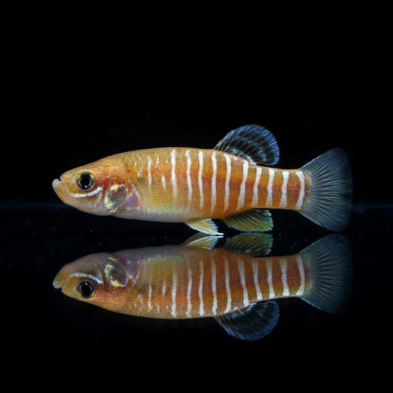 Persischer Gebirgskärpfling "Boldaji" – Aphanius vladykovi