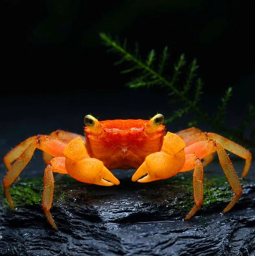 Vampirkrabbe „Mandarin“ AquaTimo