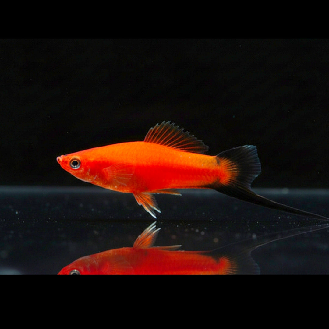 Schwertträger Rot-Wagtail – Kräftiges Rot trifft markante Flossen