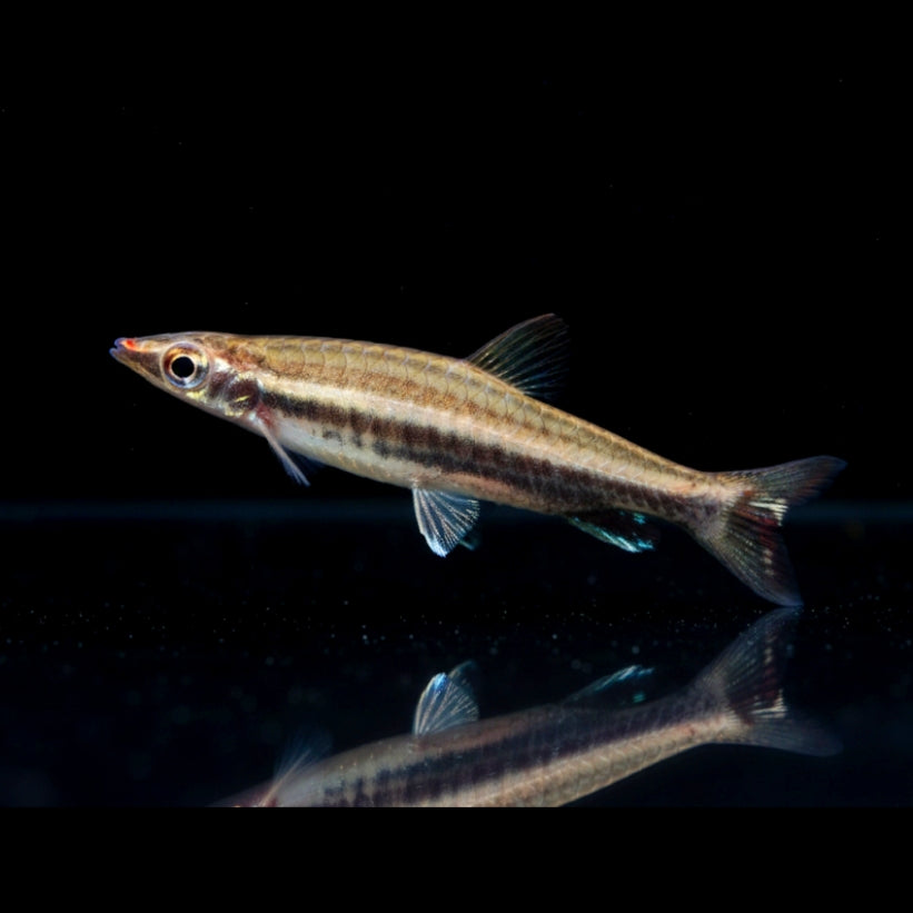 Spitzmaul-Ziersalmler – Nannostomus eques