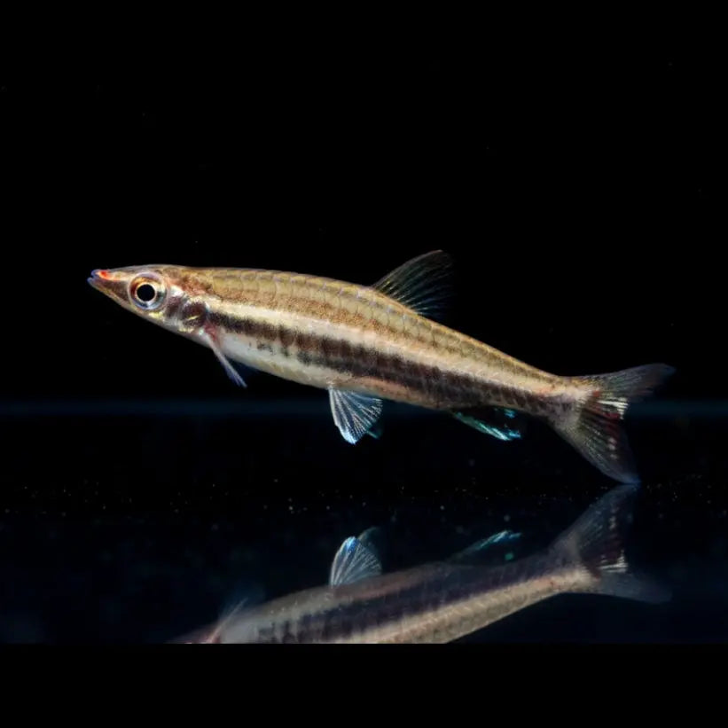 Spitzmaul-Ziersalmler – Nannostomus eques AquaTimo