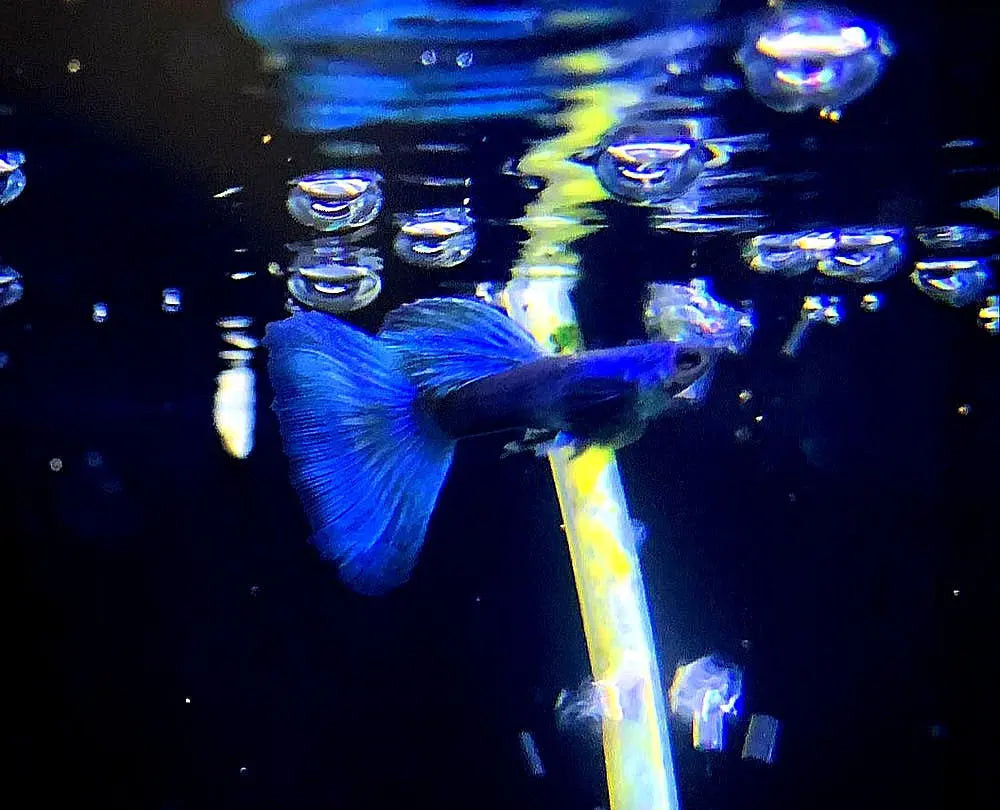 Hochzucht Guppy - 💙 Blue Moscow AquaTimo