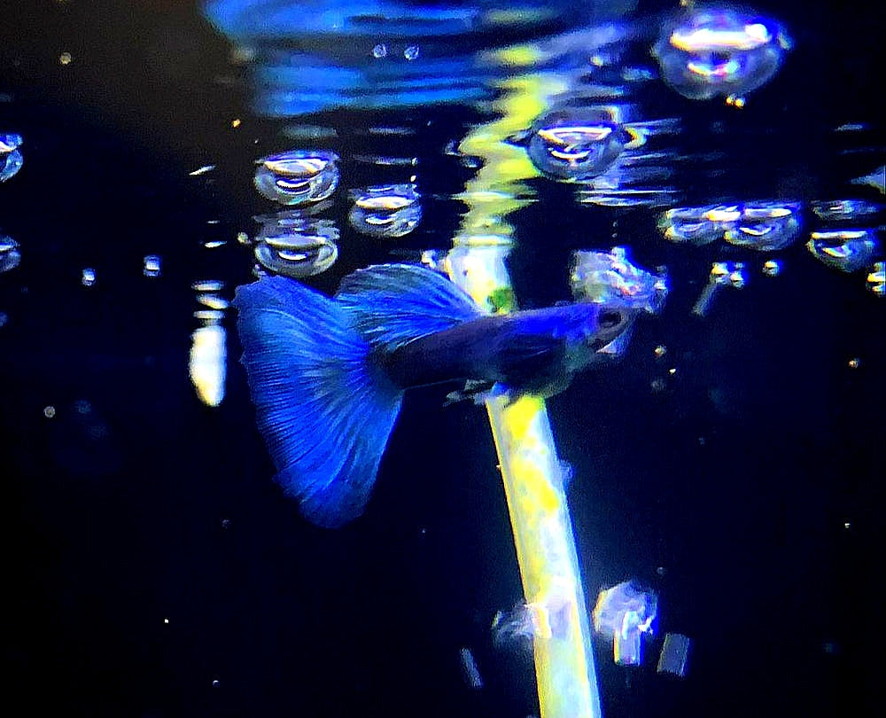 Hochzucht Guppy - 💙 Blue Moscow