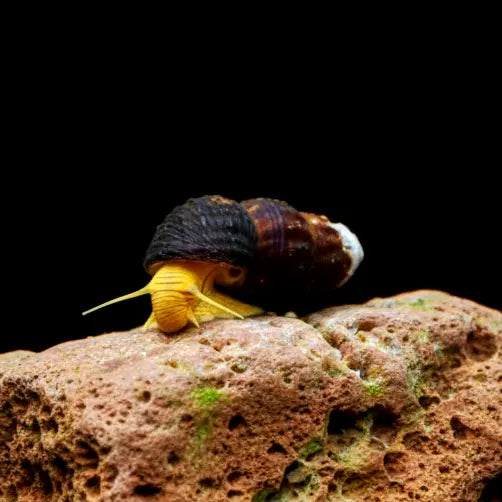Tylomelania spec. „Mini Yellow“ - Yellow Mini Tylo AquaTimo
